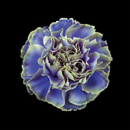 Dianthus standaard kleurbehandeld H%