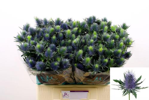 Eryngium Supernova Questar