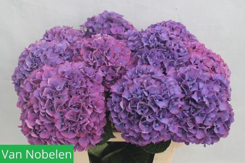 Hydrangea macrophylla Glowing Alps (paars)