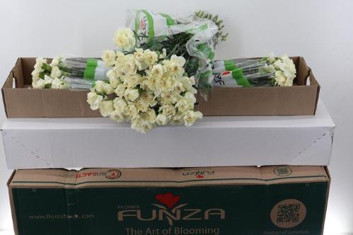 Dianthus standaard overig