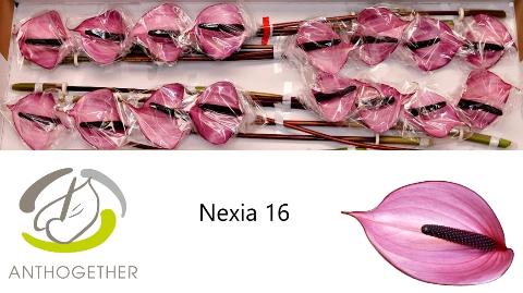 Anthurium Andreanum Grp Nexia