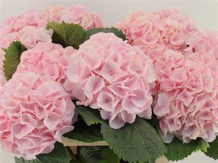 Hydrangea macrophylla My Beautiful Matcha