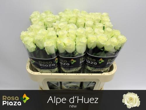 Rosa grootbloemig Alpe D'Huez