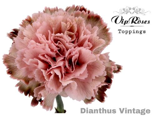Dianthus standaard kleurbehandeld H%