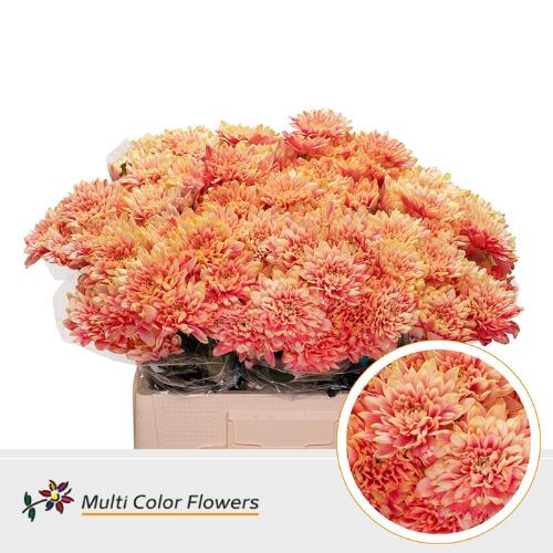 Chrysanthemum Indicum Grp tros kas kleurbehandeld H%