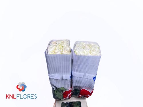 Rosa grootbloemig Playa Blanca