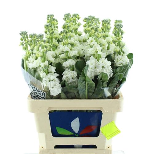 Matthiola incana 'Iron White'