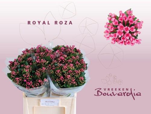 Bouvardia enkelbloemig Royal Roza