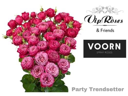 Rosa tros Party Trendsetter