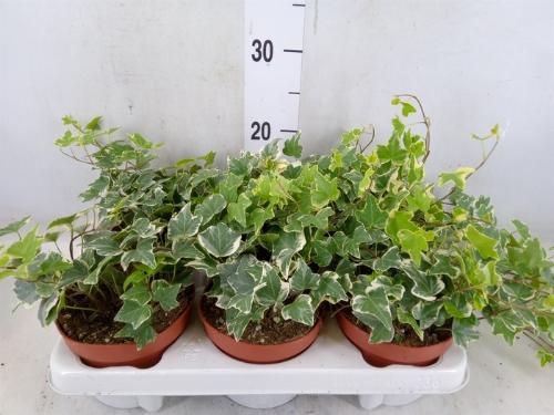 Hedera helix 'Eva'