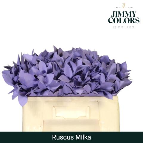 Ruscus kleurbehandeld H%