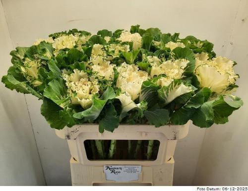 Brassica oleracea White Lady