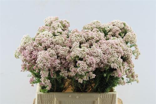Ozothamnus 'Cooks Tall Pink'