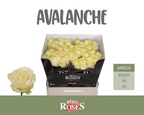 Rosa grootbloemig Avalanche+