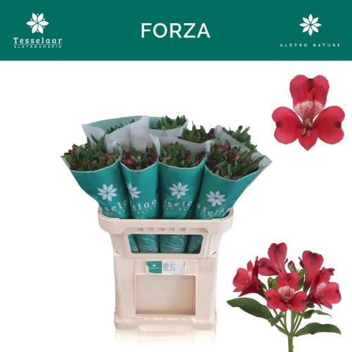 Alstroemeria Forza