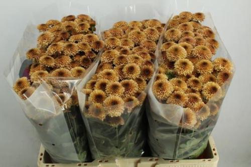 Chrysanthemum (Indicum Grp) tros santini AAA Doria Salmon