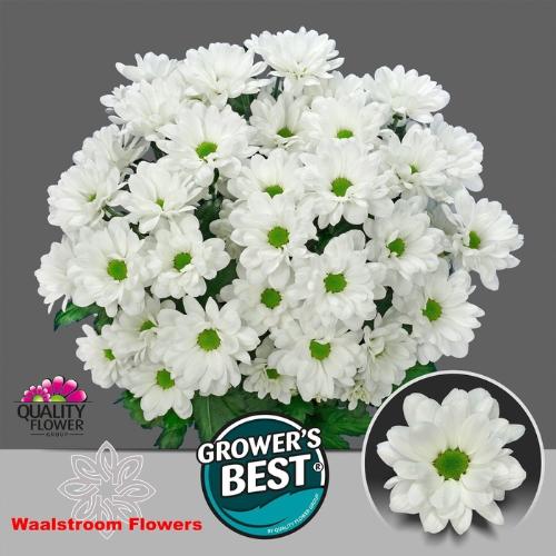 Chrysanthemum (Indicum Grp) tros Ilonka