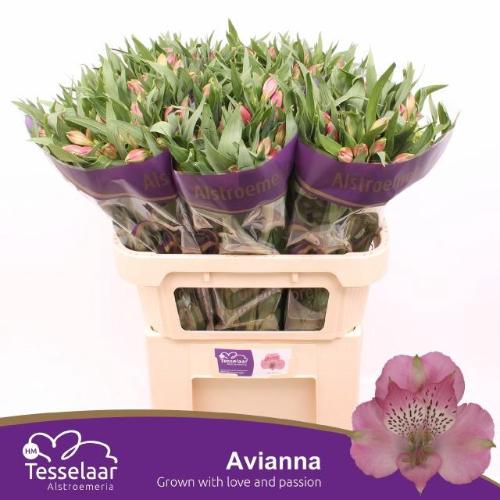 Alstroemeria Avianna