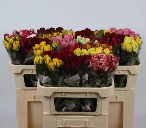 Rosa kleinbloemig gemengd in fust