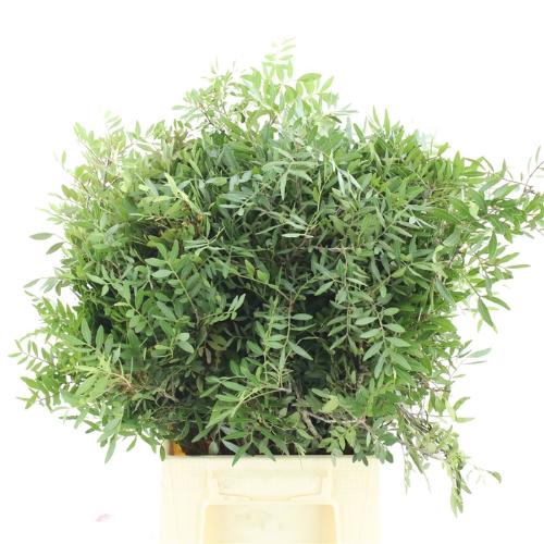 Pistacia sp. (blad)