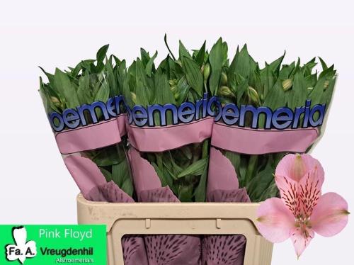 Alstroemeria Pink Floyd