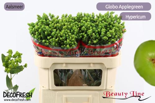 Hypericum x inodorum Globo Applegreen