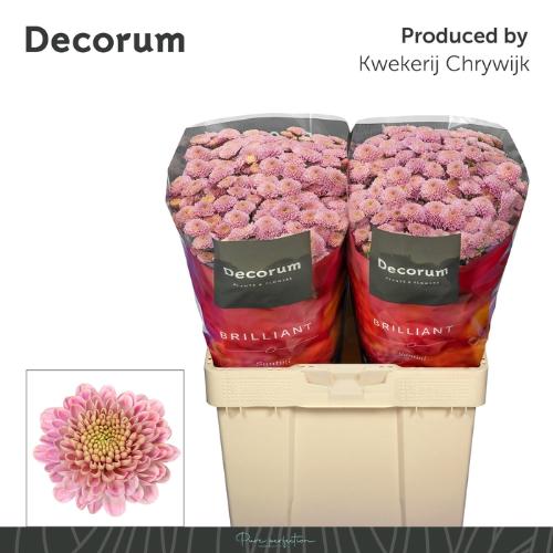 Chrysanthemum (Indicum Grp) tros santini Ellison Sweet