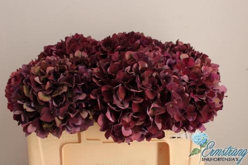 Hydrangea macrophylla Magical Rubyred (classic paars)