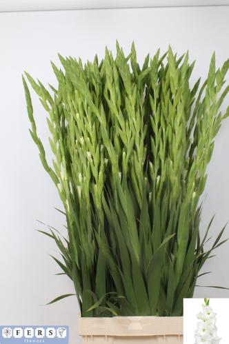 Gladiolus grootbloemig 'Essential'