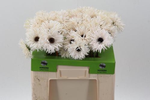 Gerbera grootbloemig Garden Ghost