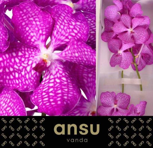 Vanda Kanchana Magic Pink