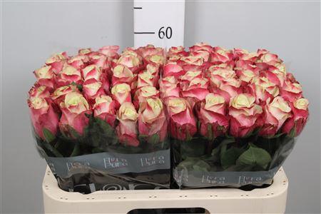 Rosa grootbloemig Marosa