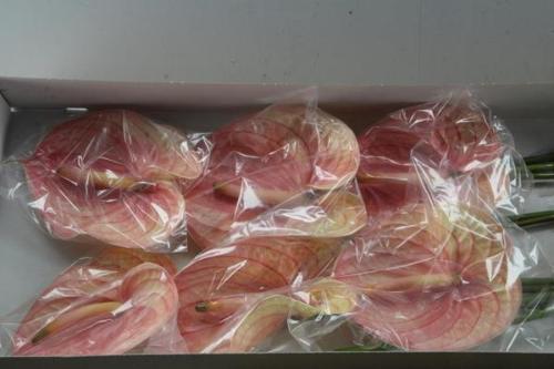 Anthurium Andreanum Grp Nunzia