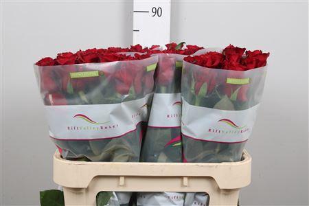 Rosa grootbloemig Ever Red