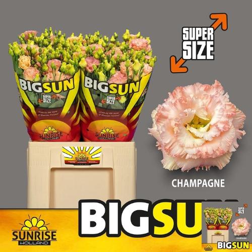 Eustoma russellianum gevuldbloemig 'Alissa Champagne'