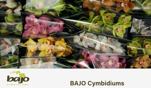 Cymbidium grootbloemig per tak gemengd