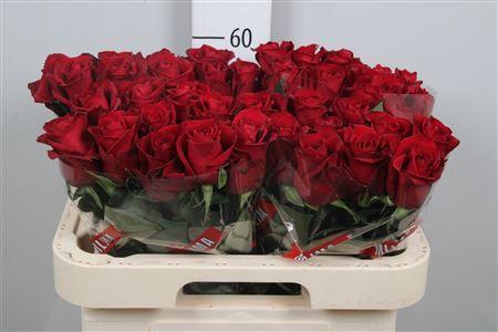 Rosa grootbloemig Ever Red