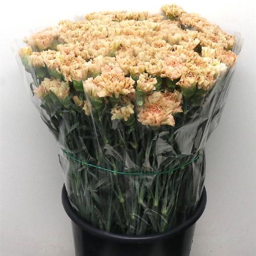 Ranunculus overig