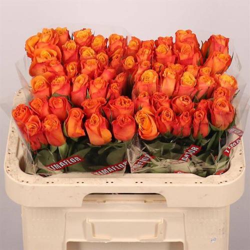 Rosa grootbloemig Confidens