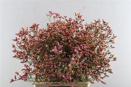 Limonium sinensis Scarlet Diamond
