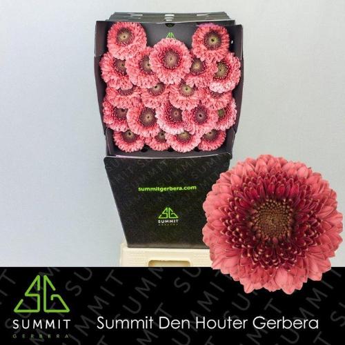 Gerbera mini bolvormig Pomponi Gonzo