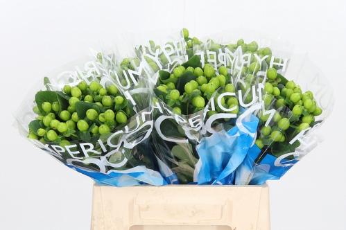 Hypericum Coco Bamboo