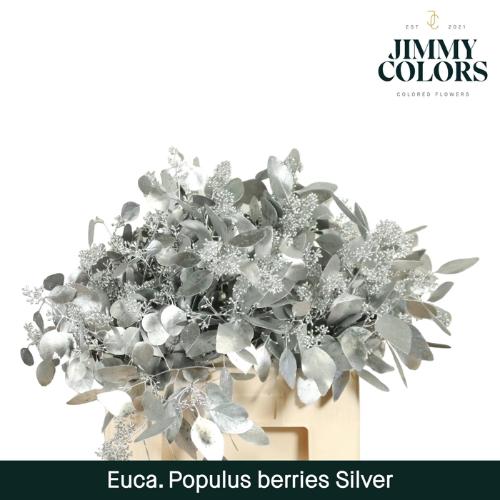 Eucalyptus kleurbehandeld per bos H%