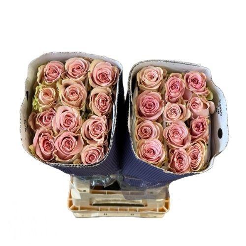 Rosa grootbloemig Blessing