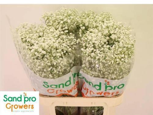 Gypsophila paniculata Xlence