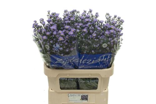 Aster Universum Grp 'Cassandra'