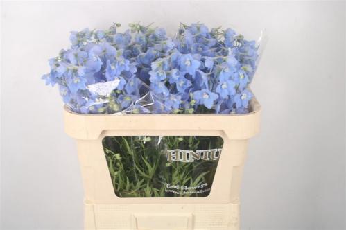 Delphinium Belladonna Grp enkelbloemig 'Ballkleid'