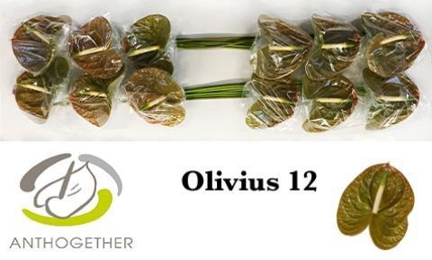 Anthurium (Andreanum Grp) Olivius
