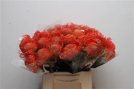 Leucospermum cordifolium 'Emily'