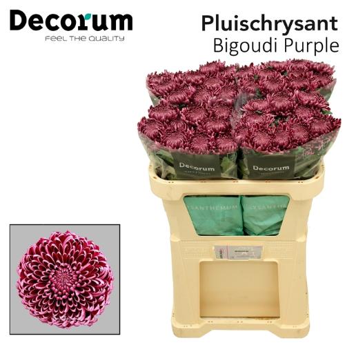 Chrysanthemum Indicum Grp geplozen kas 'Bigoudi Purple'